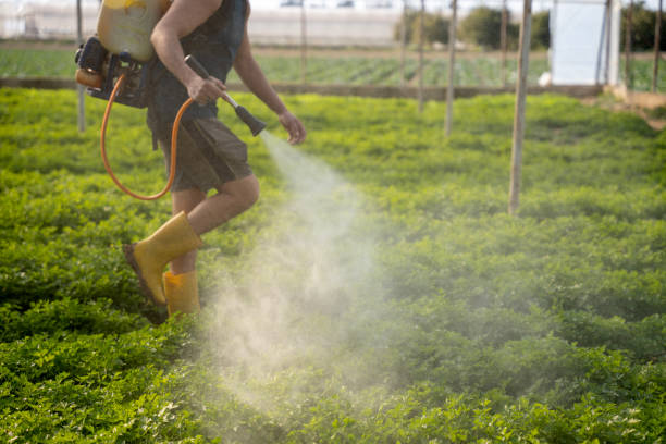 Wasp Removal Services in Rosemont, IL