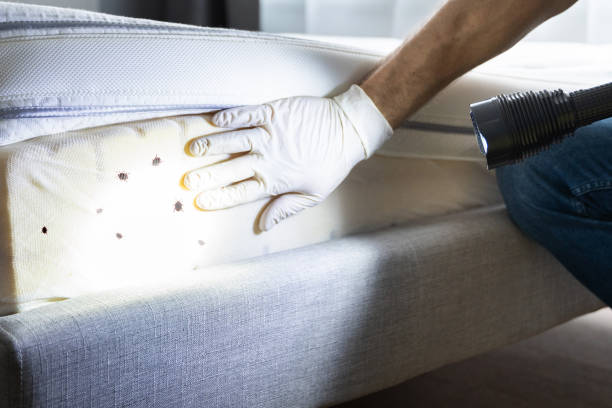 Trusted Rosemont, IL Pest Control Experts