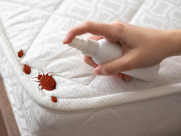 Flea Control Services in Rosemont, IL