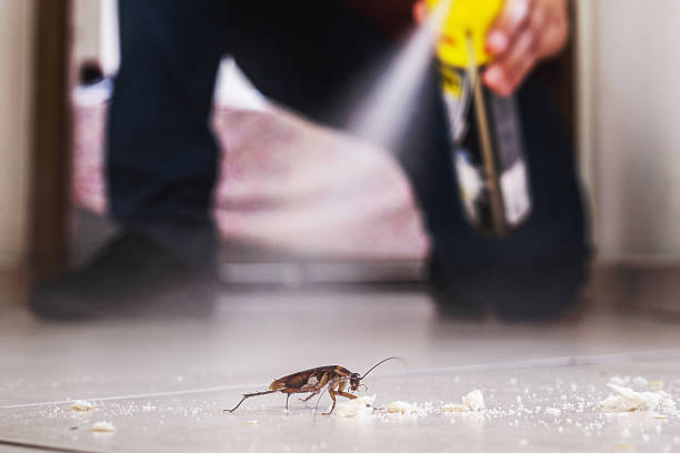 Best Wasp Removal Services  in Rosemont, IL