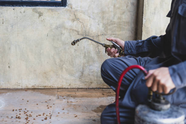 Best Rat Extermination Near Me  in Rosemont, IL